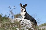 CORGI CARDIGAN 025